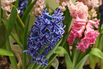 Beautiful spring hyacinth flowers with green leaves, closeup