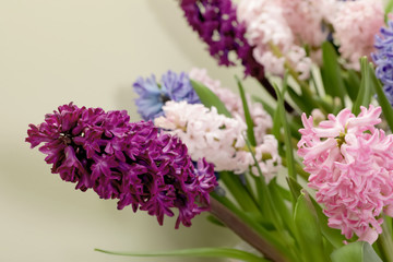 Fototapeta premium Beautiful spring hyacinth flowers on color background, closeup