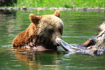 braunbär