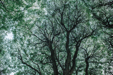 Crack willow abstract crone