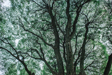 Crack willow abstract crone