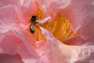 ape su fiore rosa