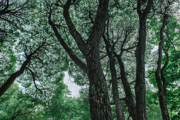 Crack willow abstract crone