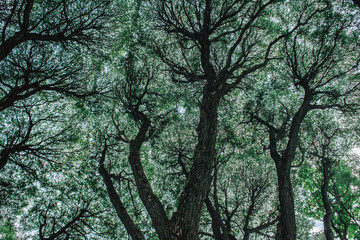 Naklejka premium Crack willow abstract crone