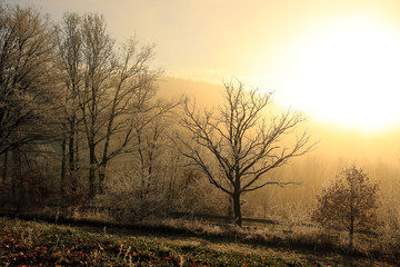 Fototapeta na wymiar Winterlandschaft im Odenwald
