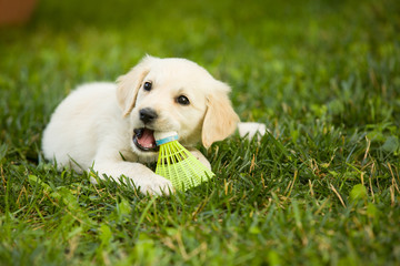 Very young puppy golden retriever dog lays on grass covered field, and plays with badminton ball.