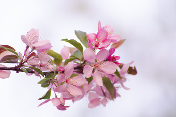 Floral background with beautiful red apple tree blossoming against blurred backdrop.