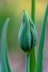 Obraz premium Makroaufnahme einer Knospe einer grünen Tulpe mit Bokeh Hintergrund