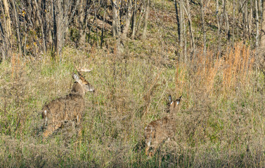 Deer Couple Visiting Backyard Green Field in Residential Area