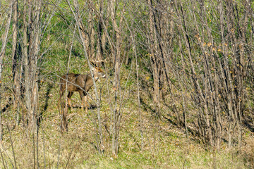 Deer Visiting Backyard Green Field in Residential Area