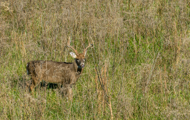 Deer Visiting Backyard Green Field in Residential Area
