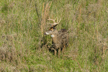 Deer Visiting Backyard Green Field in Residential Area