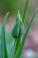 Obraz premium Makroaufnahme einer Knospe einer grünen Tulpe mit Bokeh Hintergrund
