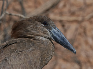 Hamerkop (Scopus umbretta)