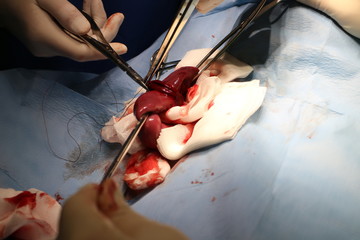 Surgical intervention by ileus by Great Dane dog – intestinal resection