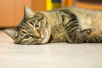 The cat lies on the floor and looks straight into the camera. Concept: rest, pets, relaxation, keeping pets.