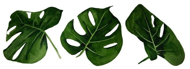 Watercolor tropical monstera leaf set