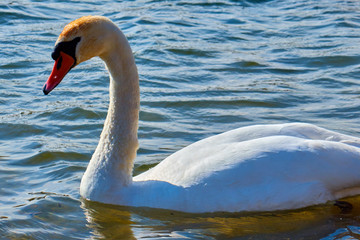 swans on the water , close up
