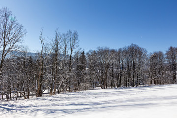 Winter rural landscape with snowy meadow and trees covered with snow