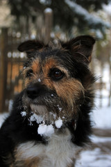 Terrier im Schnee