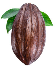 Cocoa pod with cocoa leaves on a white background. Clipping path.
