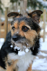 Terrier im Schnee