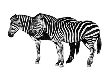 Fototapeta na wymiar Young beautiful zebras isolated on white background.