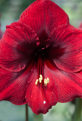 Close up photo of beautiful red velvet amaryllis, Hippeastrum flower. Dark moody background.