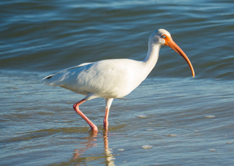 White Ibis