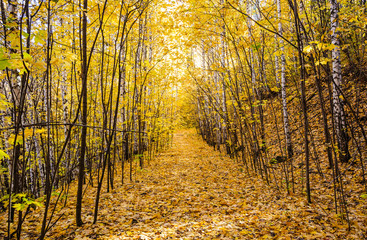 Obraz premium Autumn in the forest