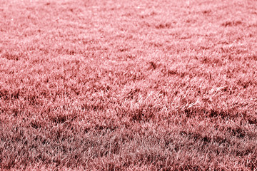 Bright coral or pink grass background.