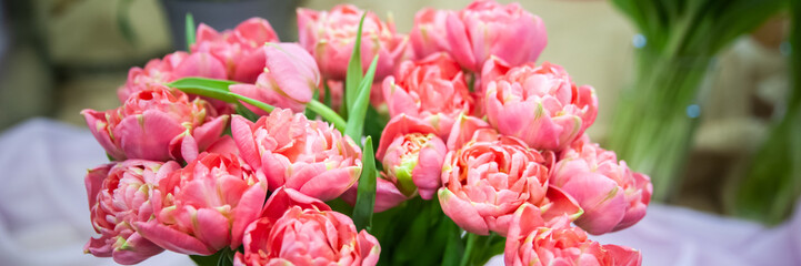 Fototapeta premium Banner Spring flowers soft pink tulips., Hello Spring and Woman day concepts