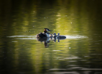 Haubentaucherfamilie schwimmend im Wasser zur goldenen Stunde