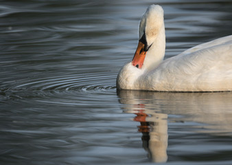 Obraz premium Schwan spiegelt sich im Wasser, es sind auch Kreise im Wasser zu sehen