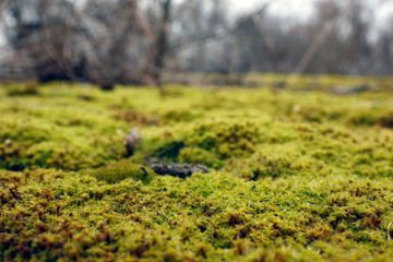 Green, yellow moss with flowers on the foundation, stone. Mocha texture