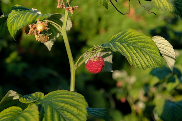 Raspberry growing in Penticton, British Columbia