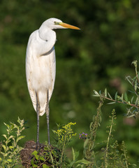egret on branch