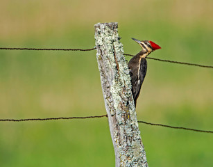 A Pileated Woodpecker pecks on a fence post at Cades Cove.