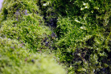 Green, yellow moss with flowers on the foundation, stone. Mocha texture
