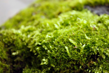 Green, yellow moss with flowers on the foundation, stone. Mocha texture