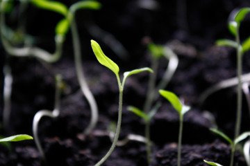 Pepper Seedlings, young foliage of pepper, Spring seedlings. Sprouts pepper.