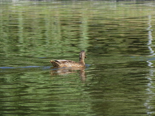 duck in water