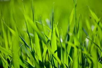 Field of green grass
