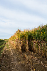 Fototapeta na wymiar Half way harvesting a corn field in autumn 1