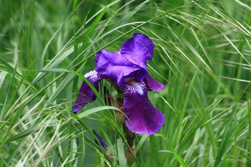 iris