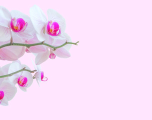 Close up of a colorful flowering Phalaenopsis orchid (moth orchid) isolated on pink background
