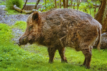 Naklejka na ściany i meble Wild boar on the lawn