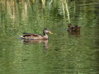 goose in water