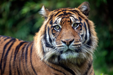 Fototapeta na wymiar beautiful tiger on green natural background