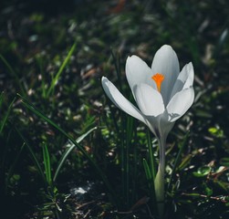 white crocus